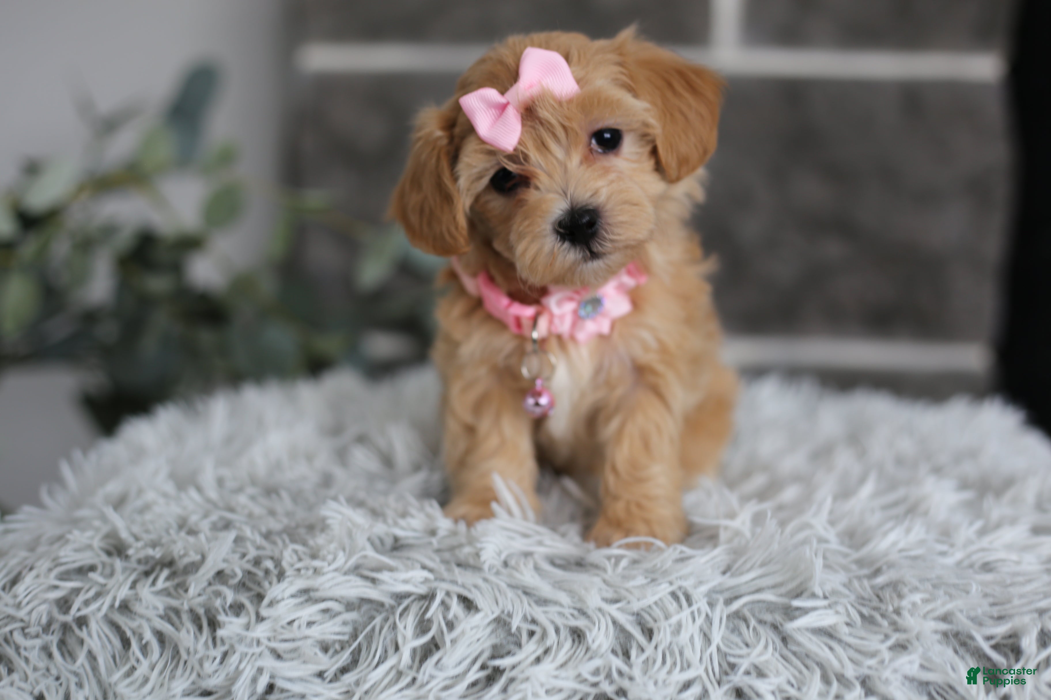 Maltipoo dogs Joy  - Ad 8