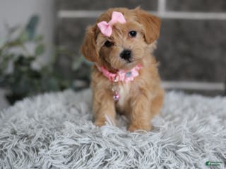 Maltipoo dogs Joy - Ad 27