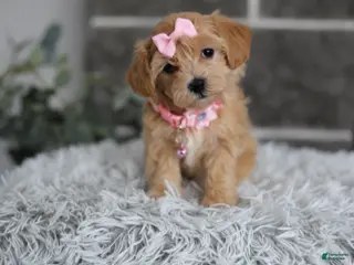 Maltipoo dogs Joy - Ad 32