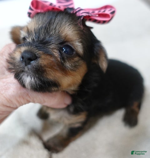 Yorkshire Terrier dogs  Tiny Daisy 14 ounces  - Ad 25