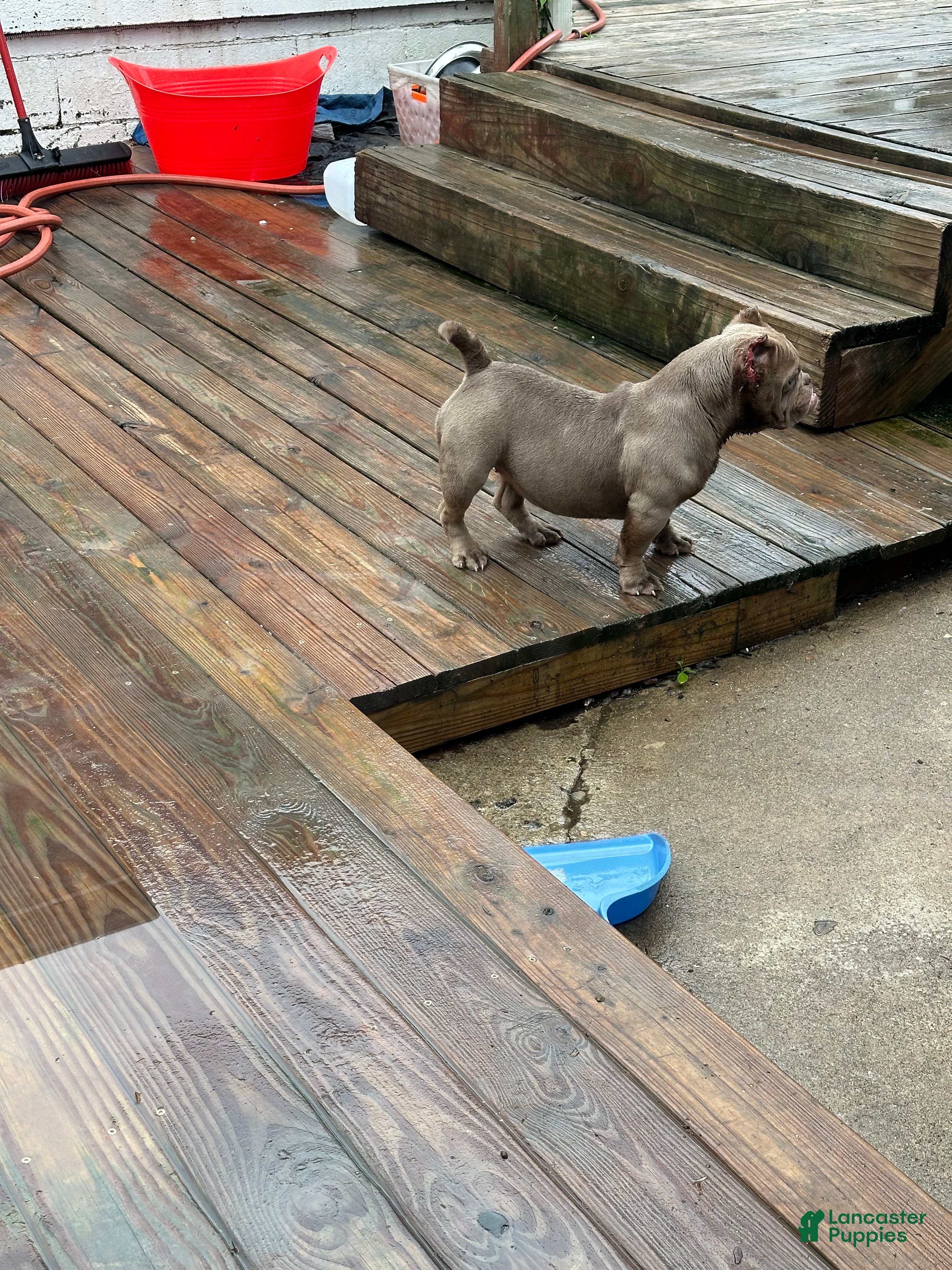American Bully dogs Princess cherry - Ad 1