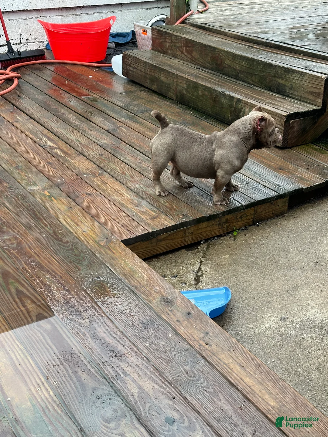 American Bully dogs for sale: Princess cherry - Ad 2