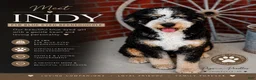 Bernedoodle dogs for sale: Banner - Ad 8