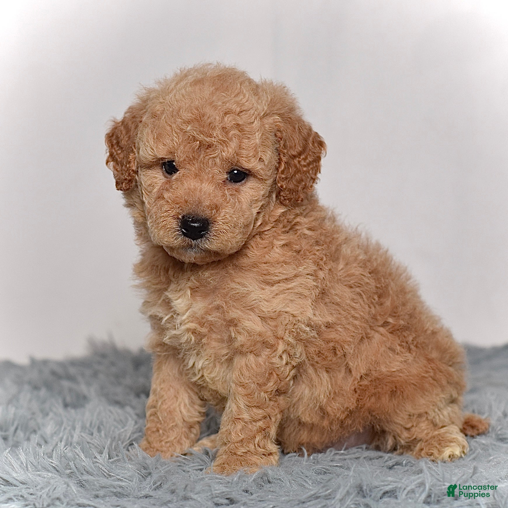 Mini Goldendoodle dogs Mr. Marco - Ad 1