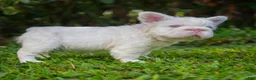 French Bulldog dogs for sale: White Prada  - Ad 2