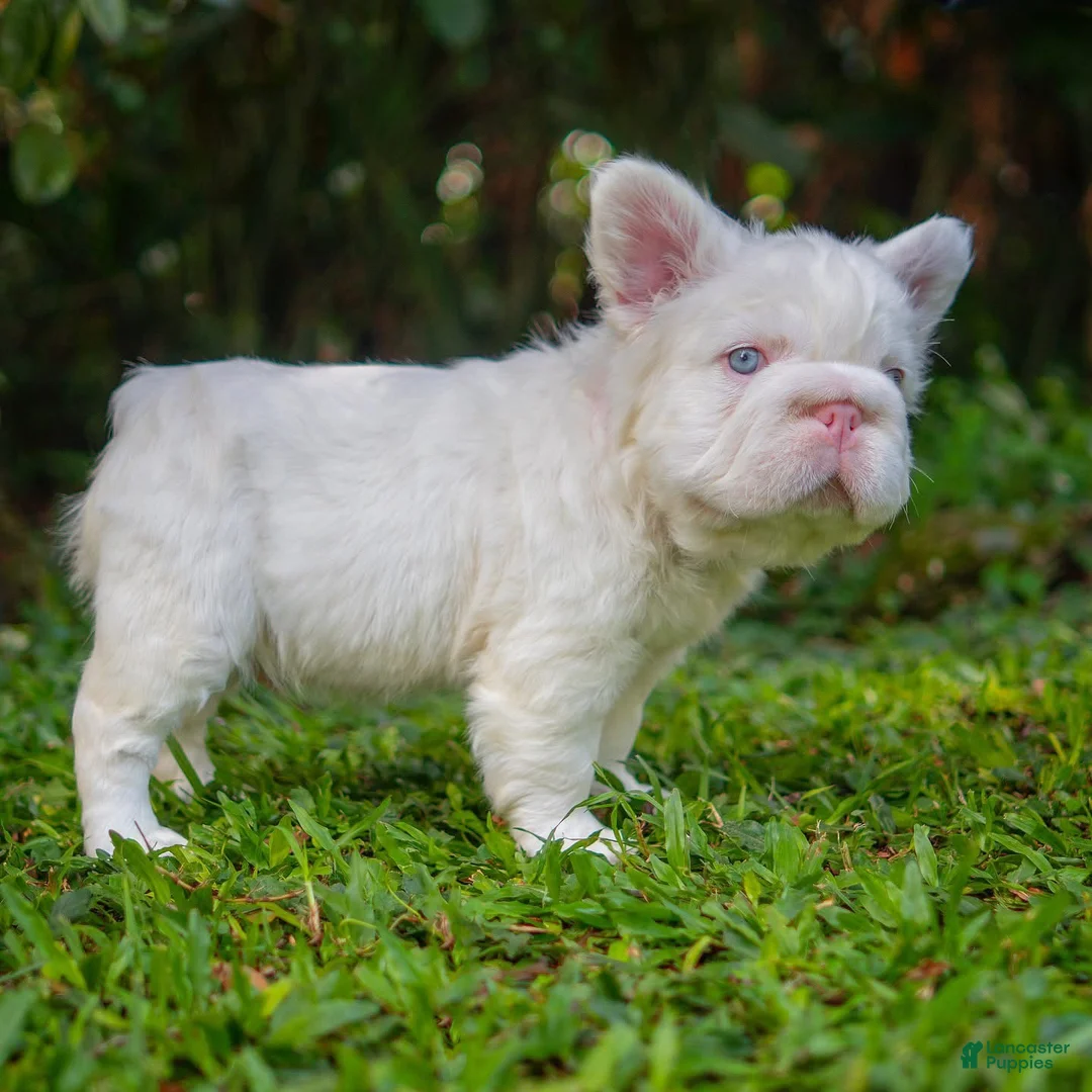 French Bulldog dogs for sale: White Prada  - Ad 2