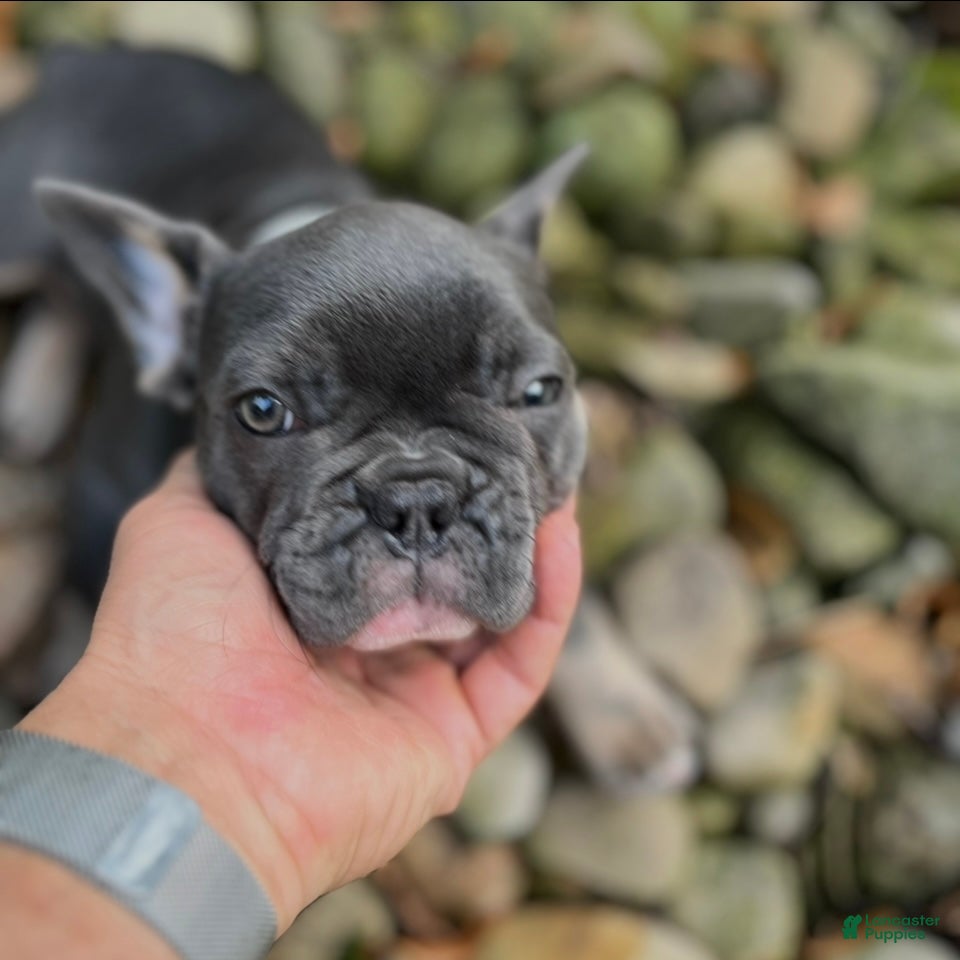 French Bulldog dogs Nova - Ad 2