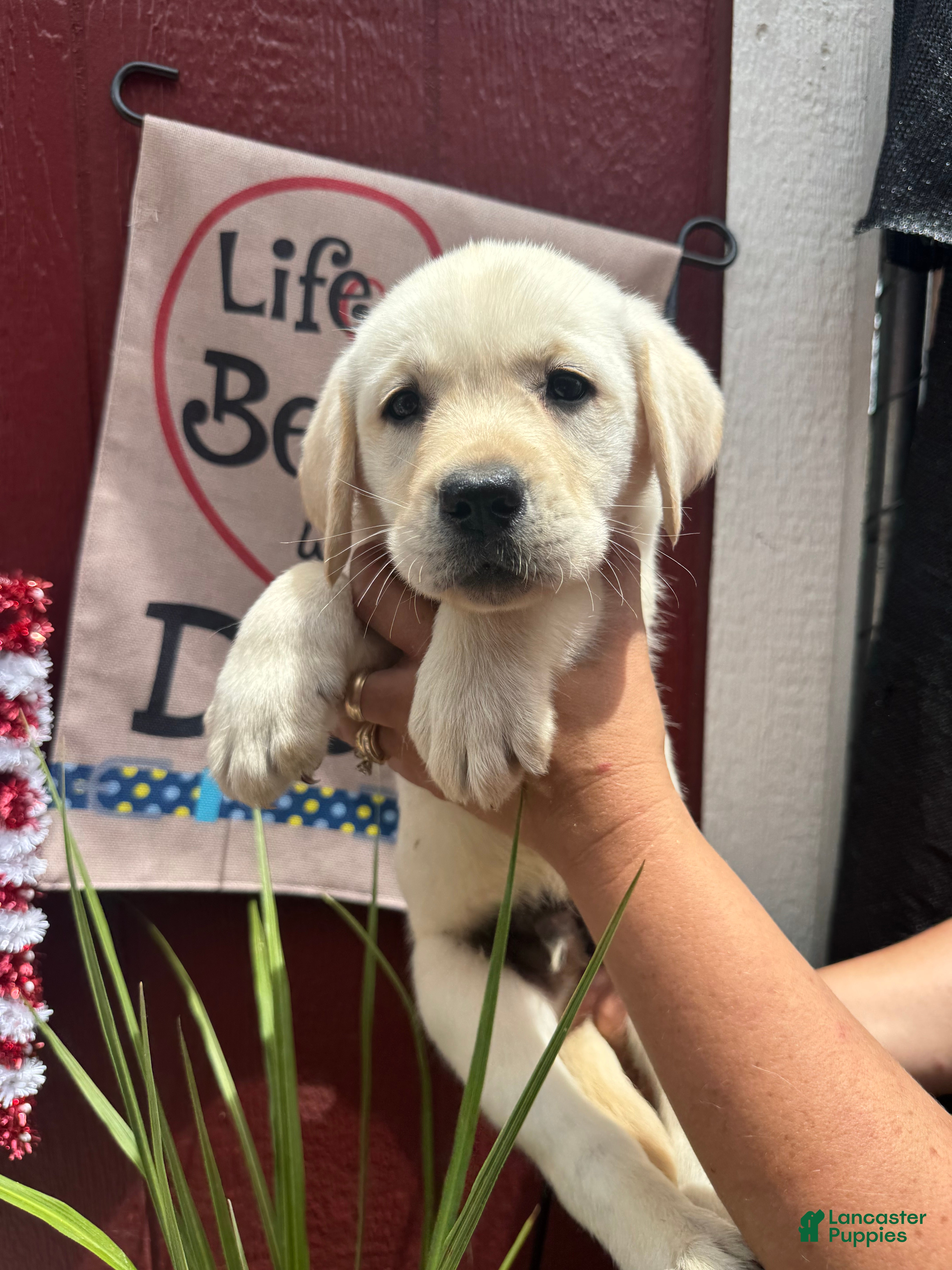 Labrador Retriever dogs for sale: Labrador Retriever Puppy 1 - Ad 5