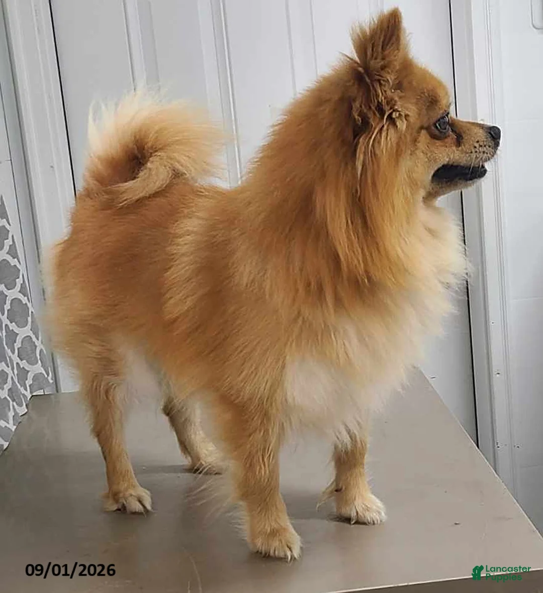 Pomeranian dogs for sale: Logan - Ad 4