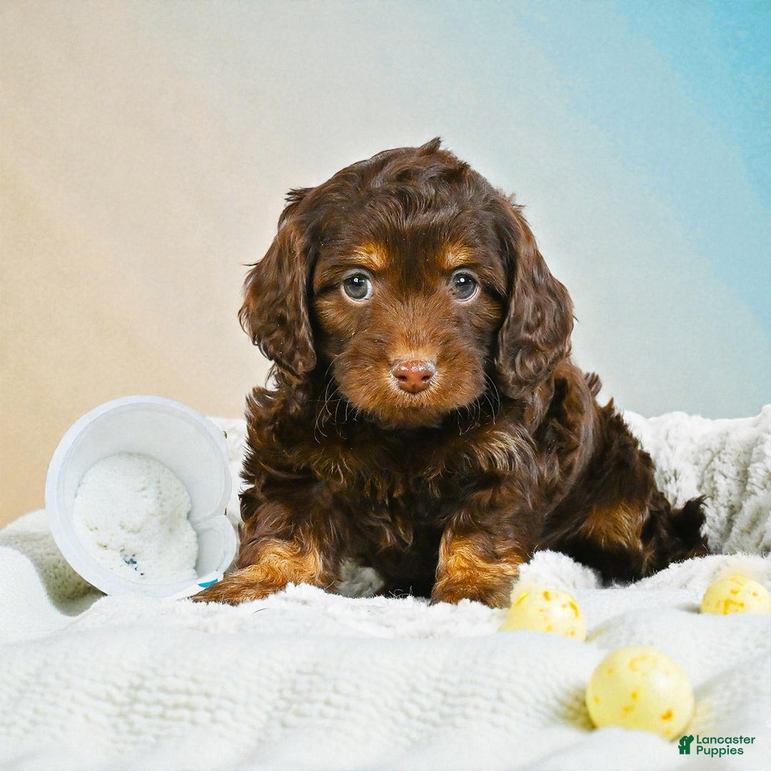 Cockapoo dogs for sale: jesse - Ad 7