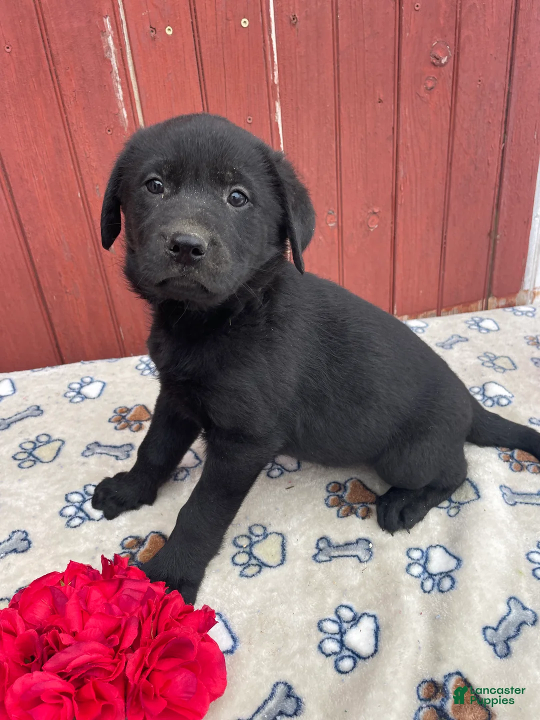 Sheprador dogs for sale: Athena - Ad 3