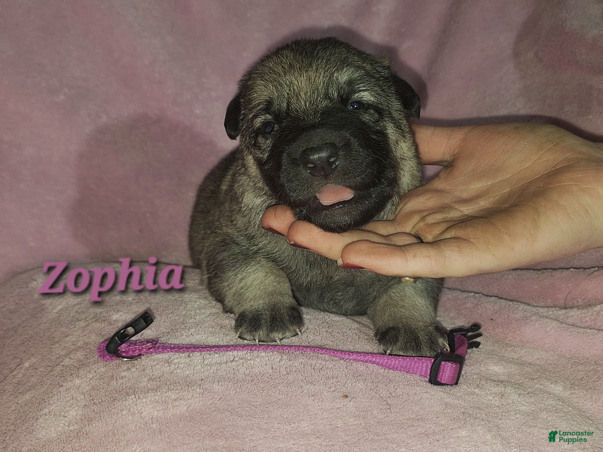 German Shepherd dogs Zophia  - Ad 2