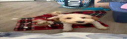Mixed Breed dogs for sale: Mixed Breed 1 - Ad 3