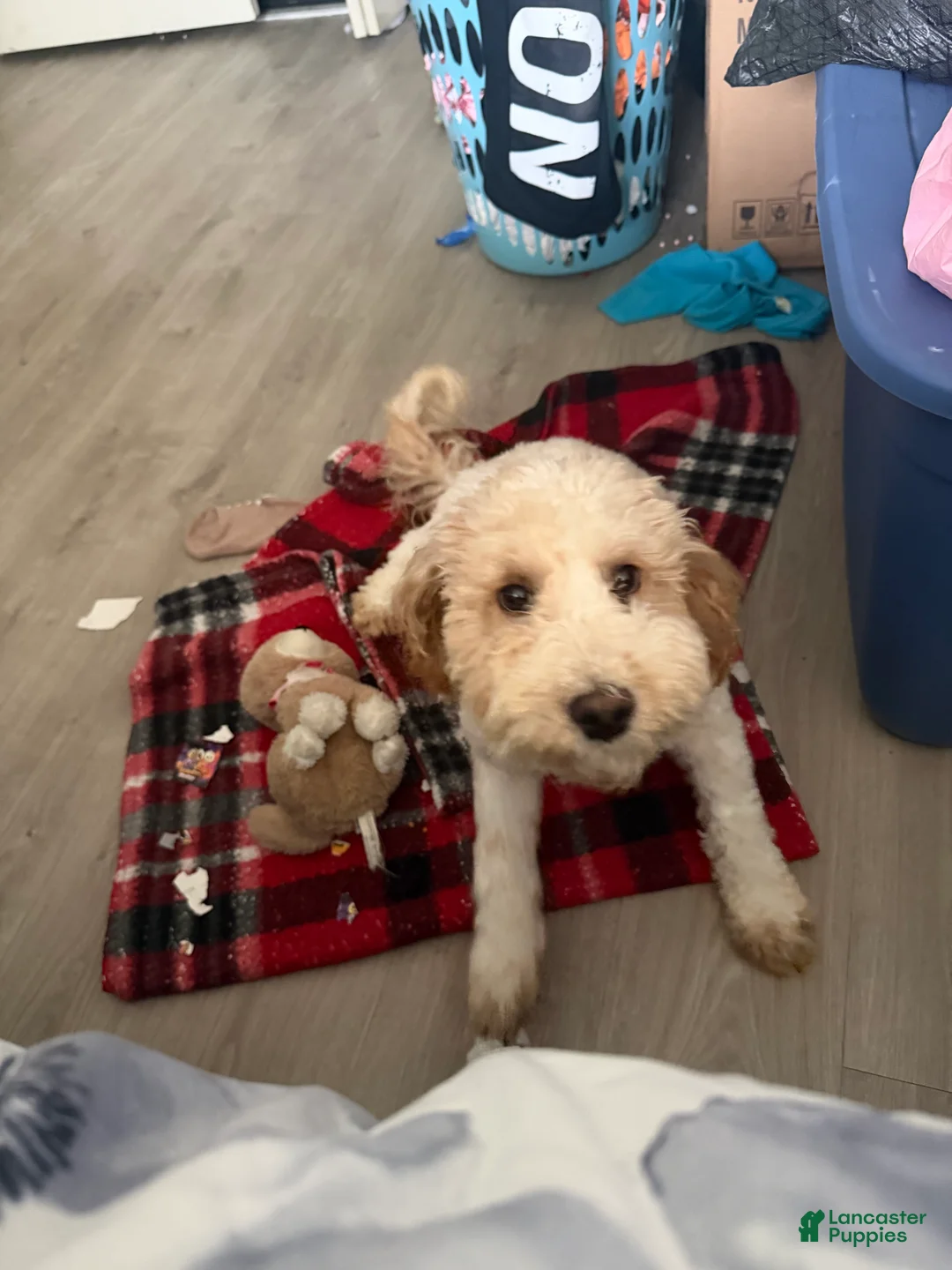 Mixed Breed dogs for sale: Mixed Breed 1 - Ad 3
