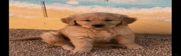 Golden Retriever dogs for sale: Golden Retriever 2 - Ad 1