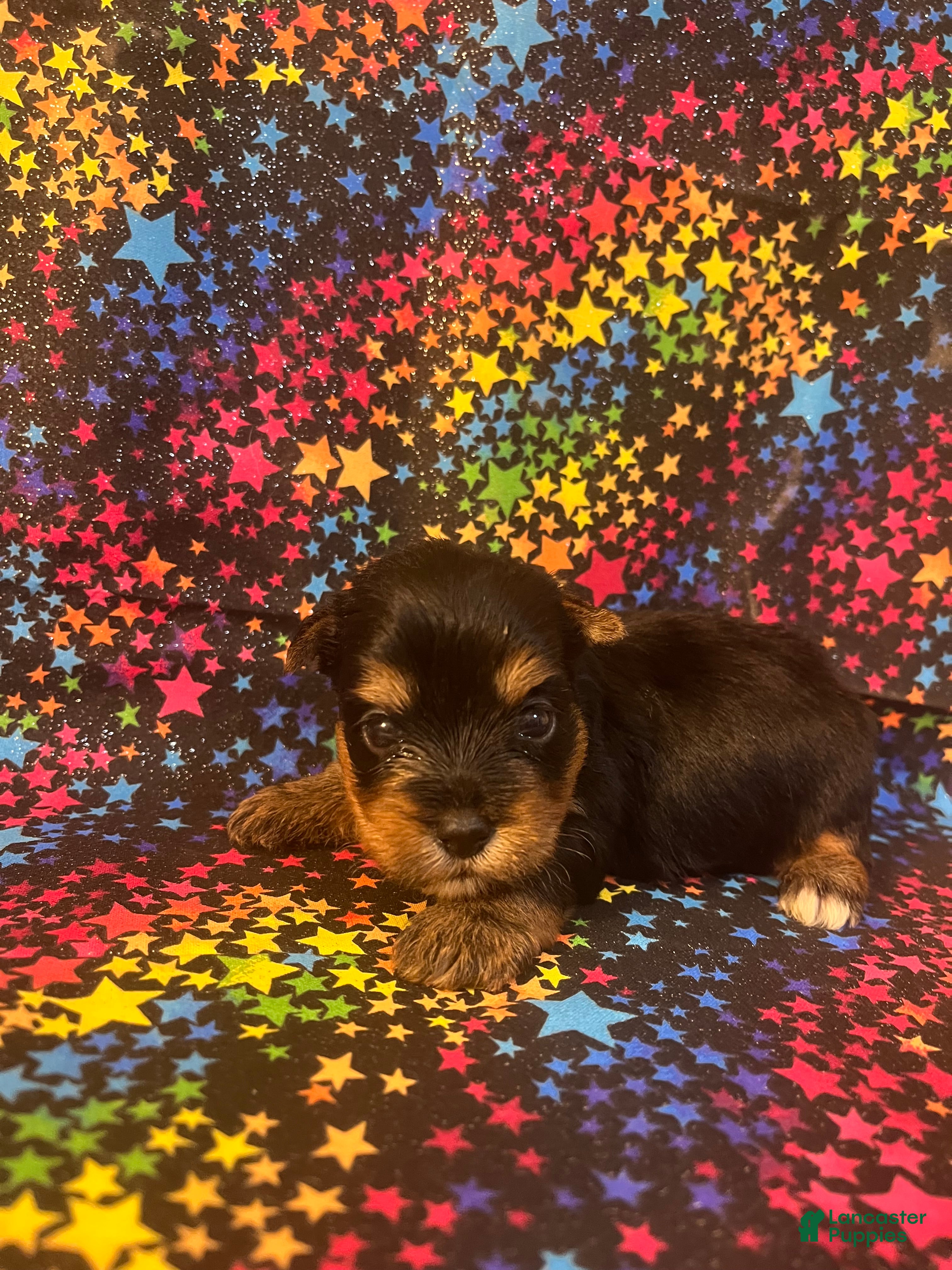 Yorkshire Terrier dogs Yorkshire Terrier 2 boy - Ad 1