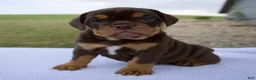 Beabull dogs for sale: Stella - Ad 1