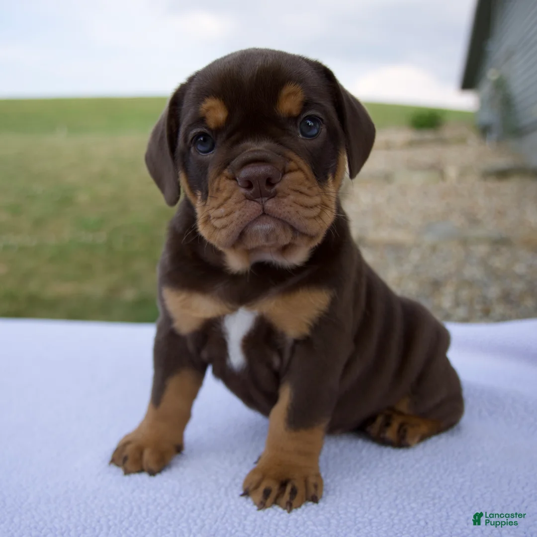 Beabull dogs for sale: Stella - Ad 1