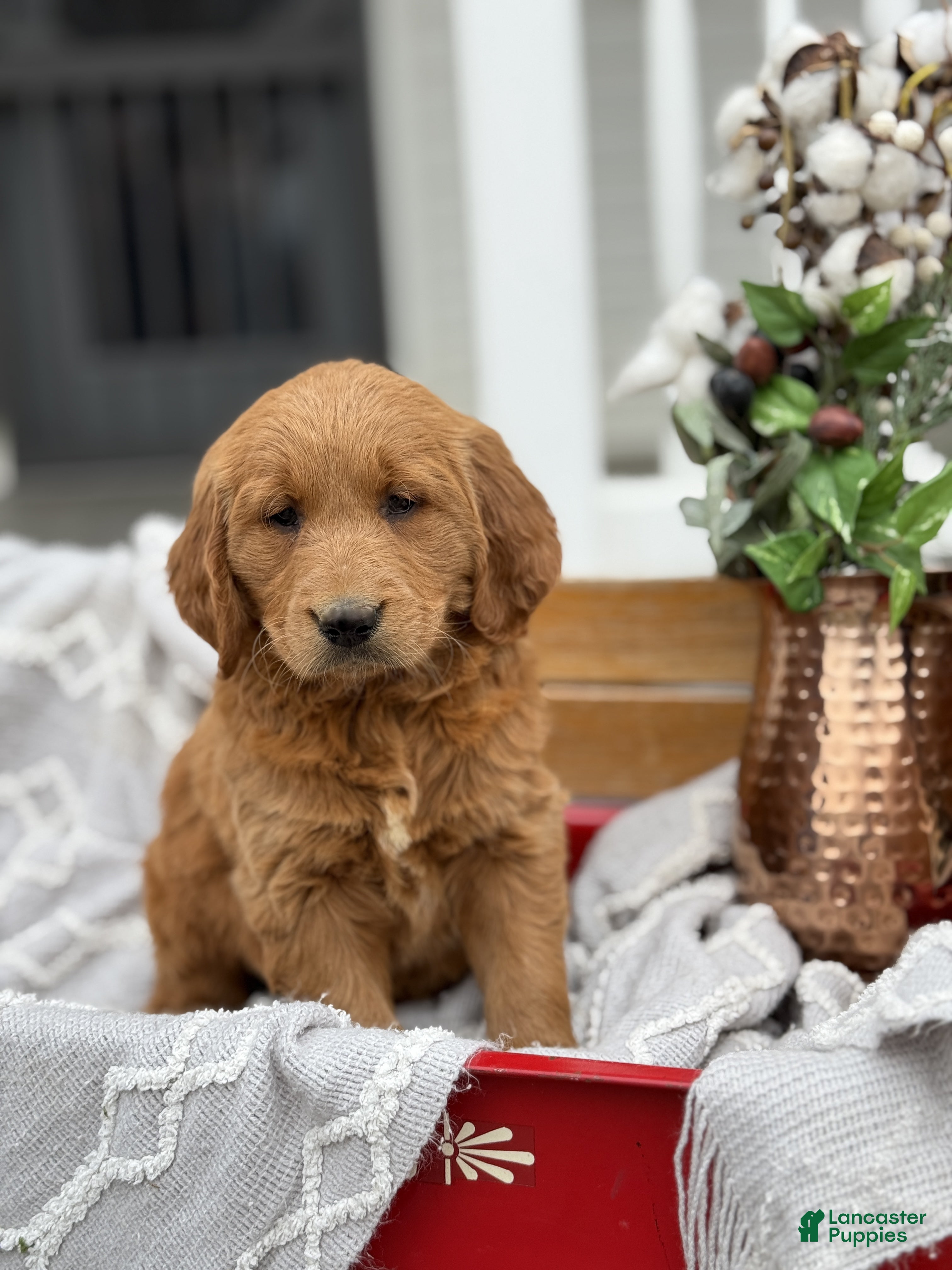 Goldendoodle dogs Olive - Ad 1