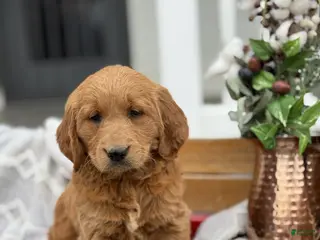 Goldendoodle dogs for sale: Olive - Ad 1