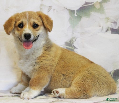 Welsh Corgi Pembroke dogs Daisy - Ad 1