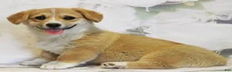 Welsh Corgi Pembroke dogs for sale: Daisy - Ad 1