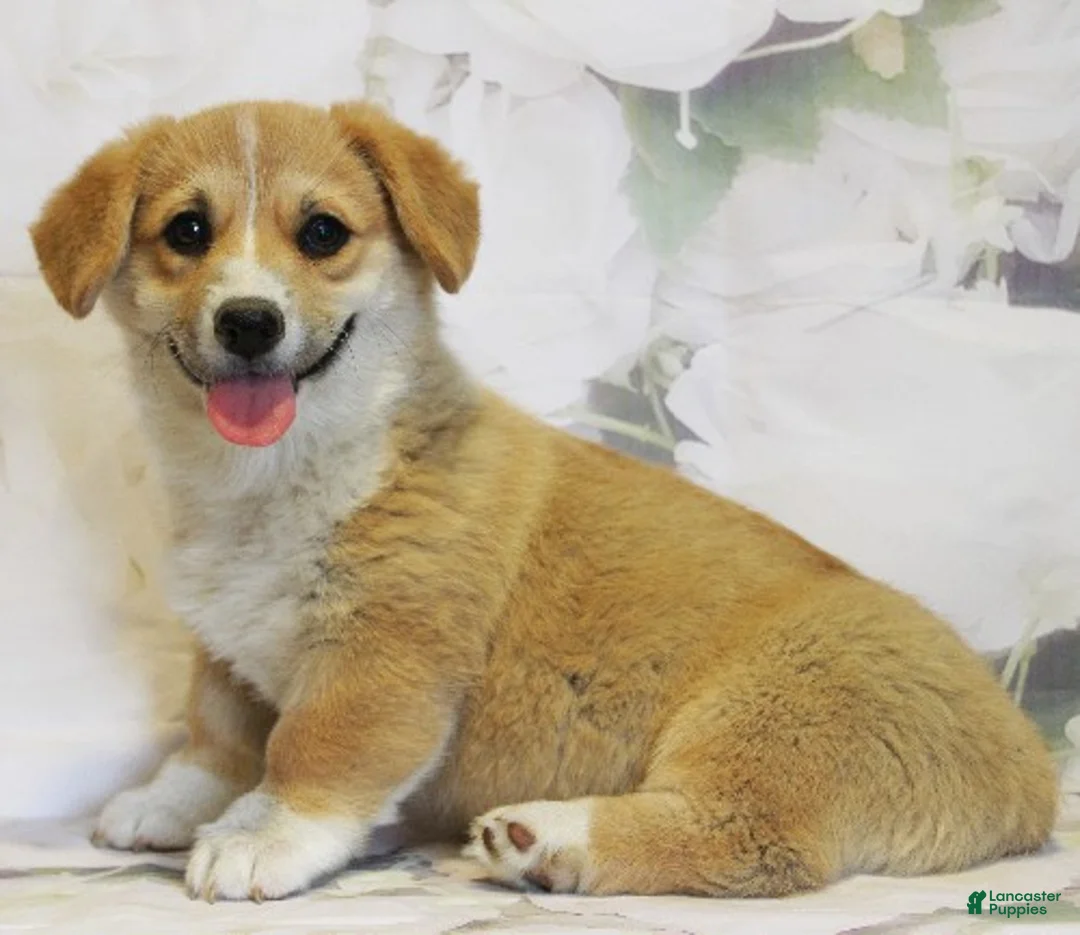 Welsh Corgi Pembroke dogs for sale: Daisy - Ad 1