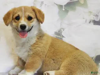 Welsh Corgi Pembroke dogs for sale: Daisy - Ad 1