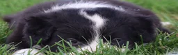 Border Collie dogs for sale: Hayes - Ad 5