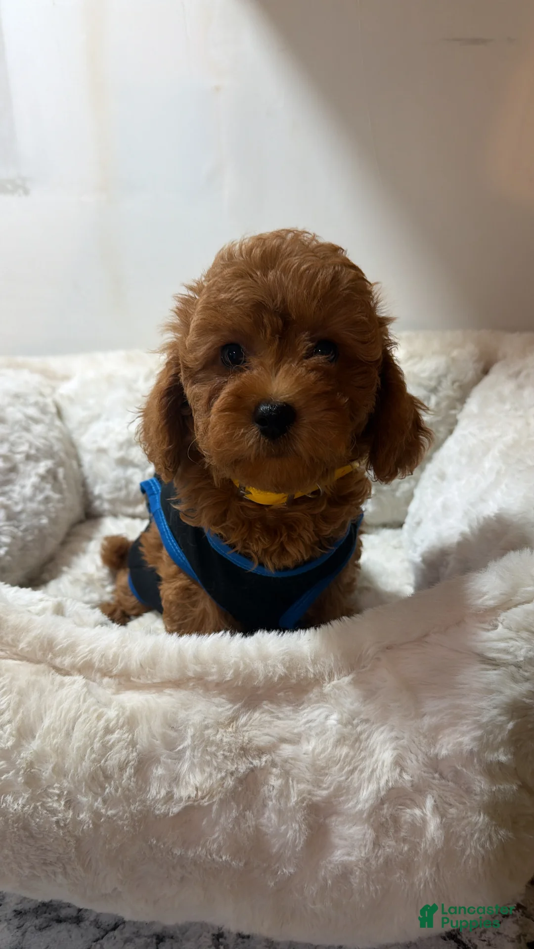 Cavapoo dogs for sale: Jellybean  - Ad 3