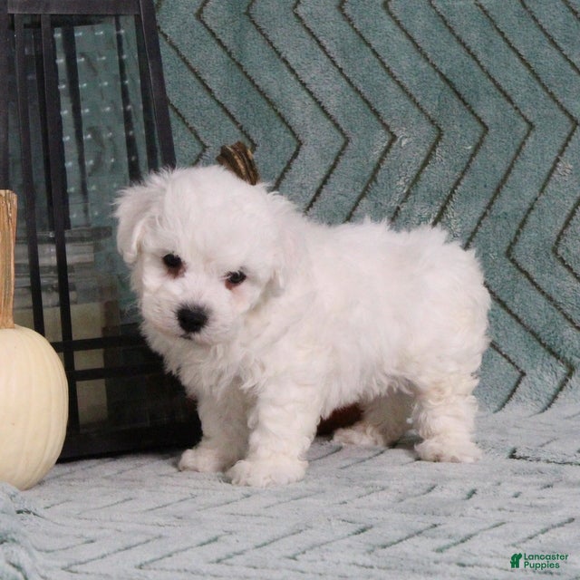 Bichon Frise dogs JohnnyBoy - Ad 2
