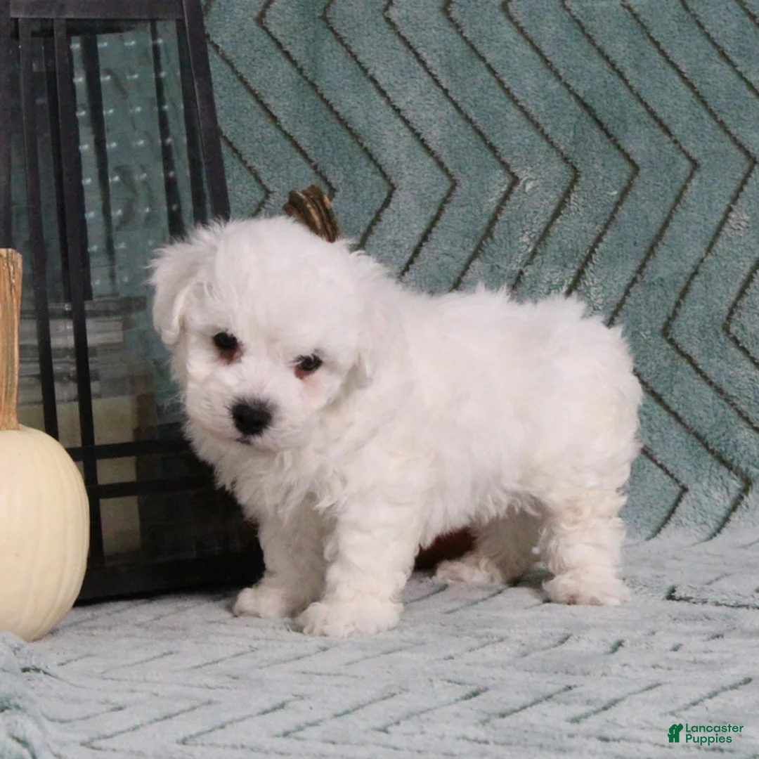 Bichon Frise dogs for sale: JohnnyBoy - Ad 2