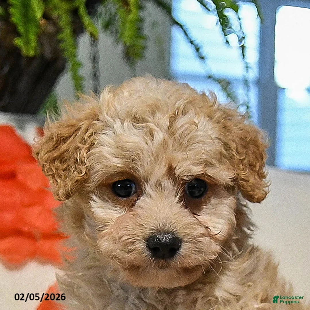 Maltipoo dogs for sale: Olivia - Ad 4