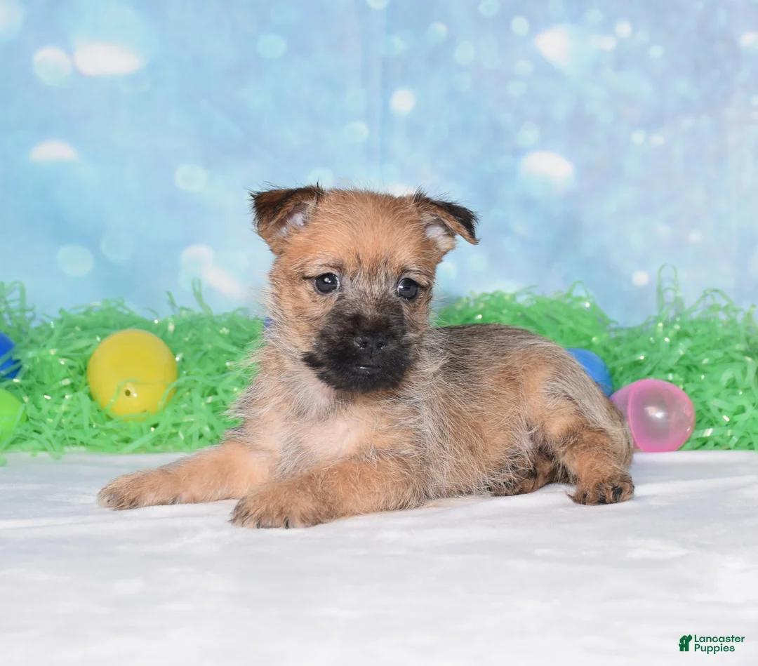 Cairn Terrier dogs for sale: Everest - Ad 3
