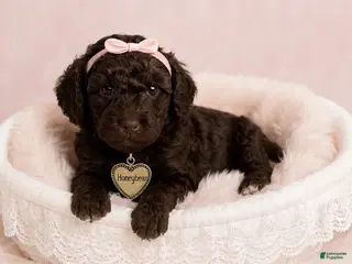 Standard Poodle dogs Honey Bear - Ad 39