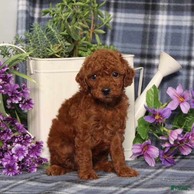 Miniature Poodle dogs Trisha - Ad 1