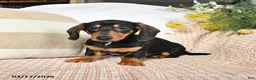 Dachshund dogs for sale: Malachi - Ad 4