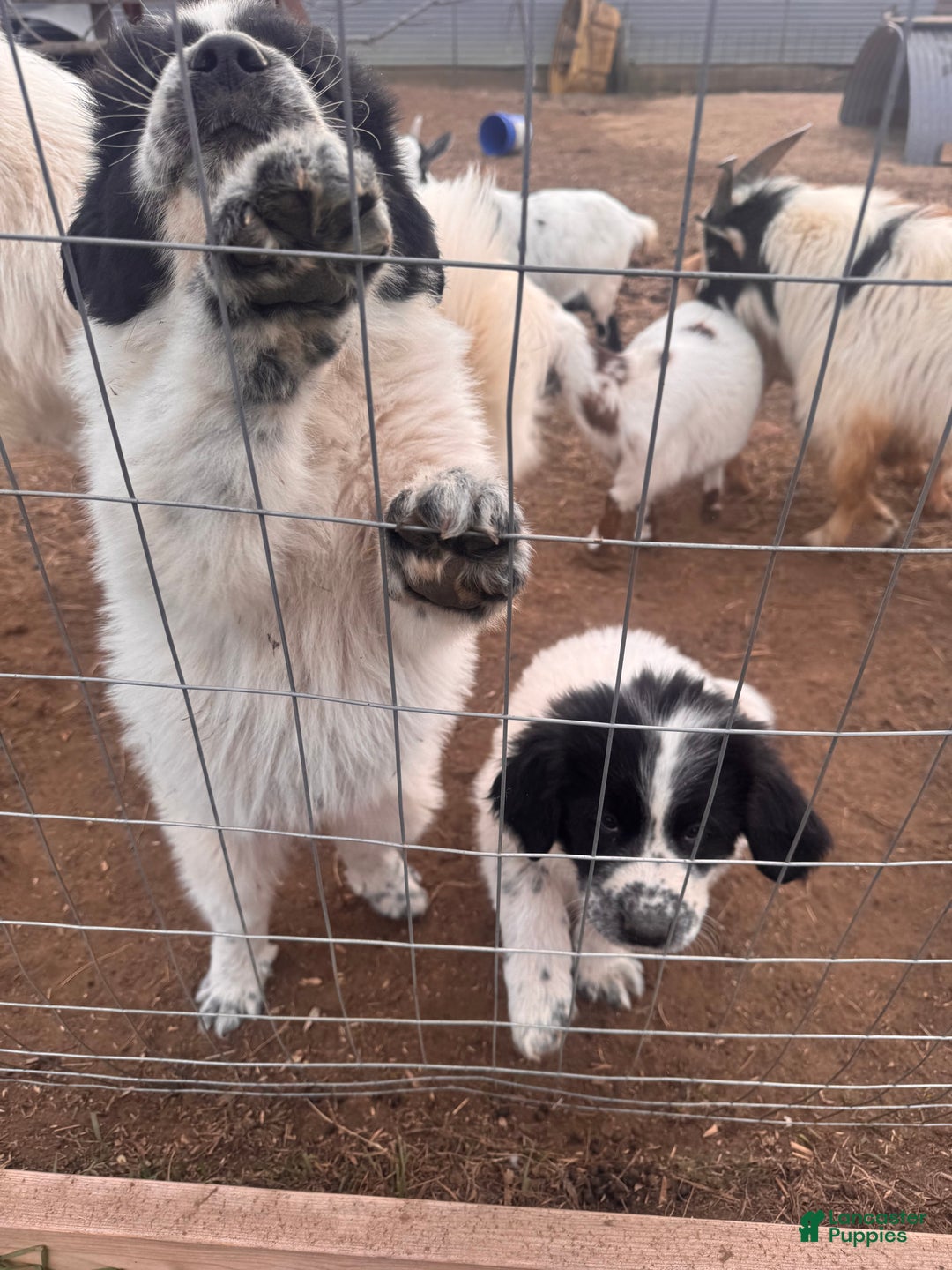 Mixed Breed dogs for sale: Mixed Breed Puppy 2 - Ad 2