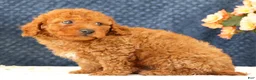 Cavapoo dogs for sale: Alvin - Ad 9