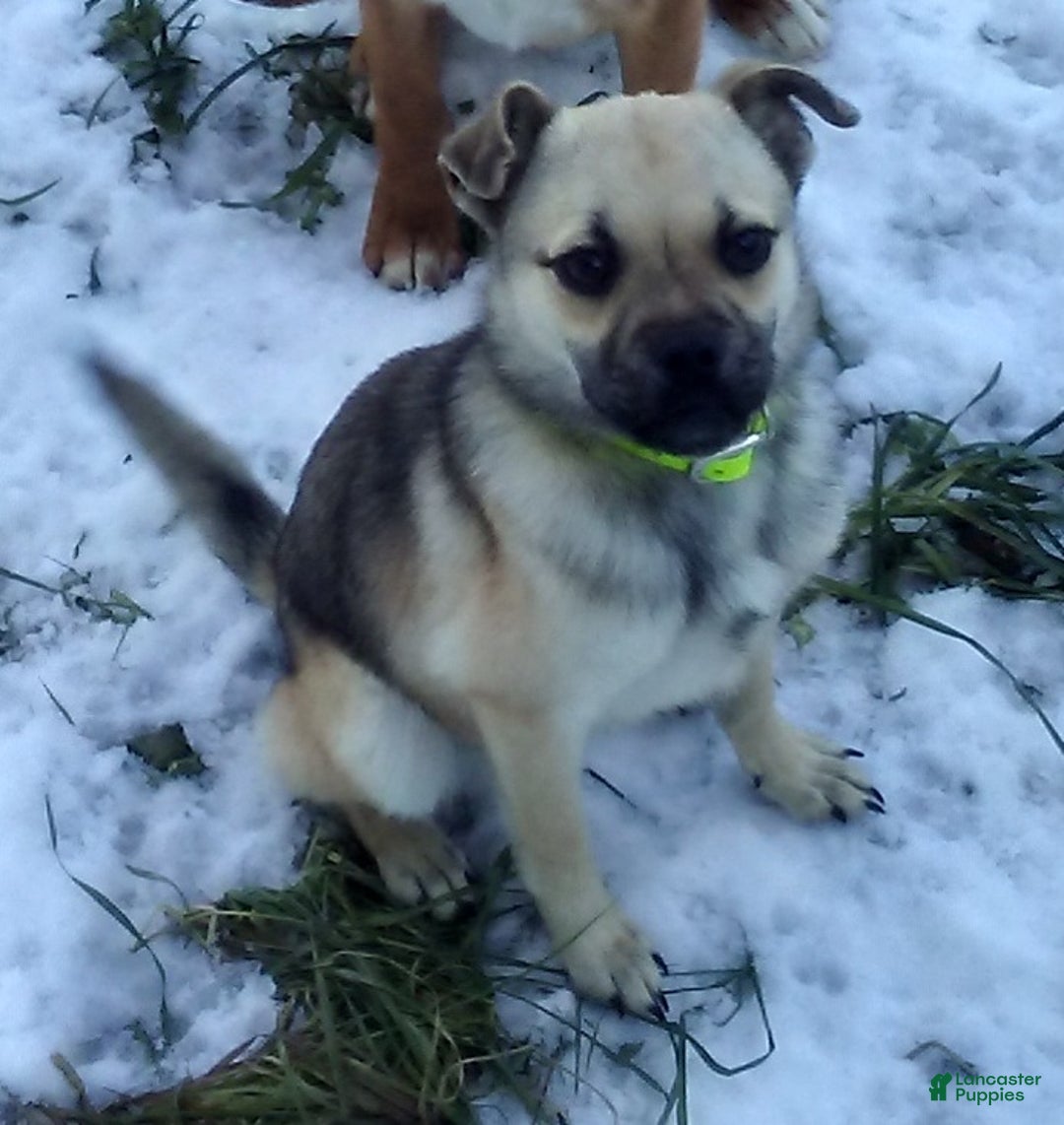 Mixed Breed dogs for sale: Bandit - Ad 19