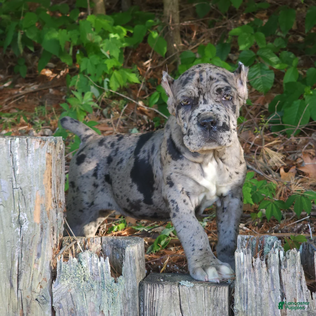 Cane Corso dogs for sale: Cane Corso Puppy 1 - Ad 9