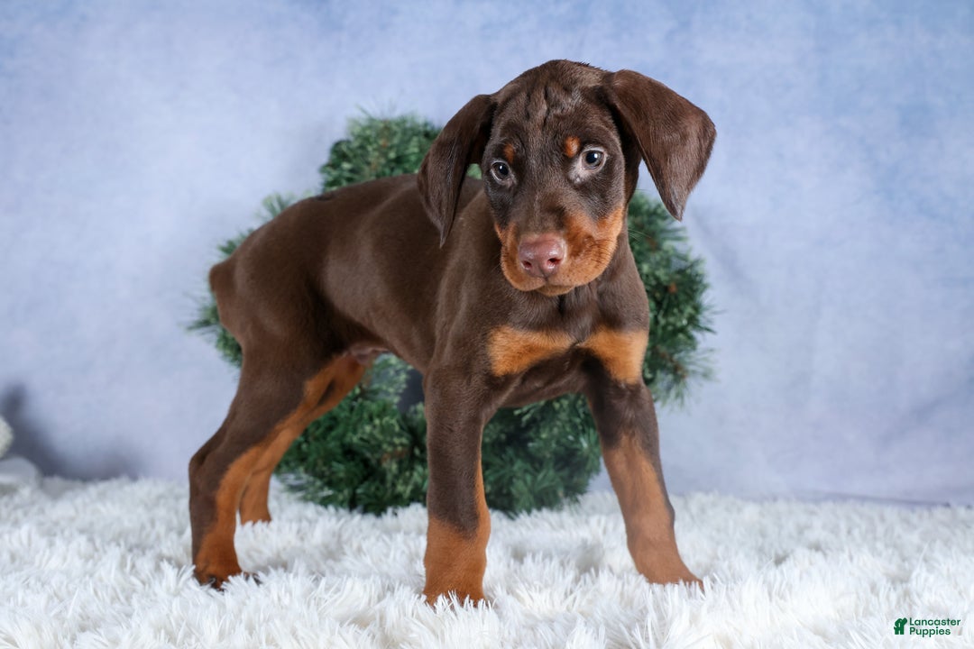 Doberman Pinscher dogs for sale: TOBY - Ad 15