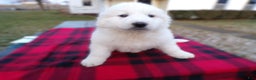 Great Pyrenees dogs for sale: Great Pyrenees Puppy 1 Charles - Ad 2
