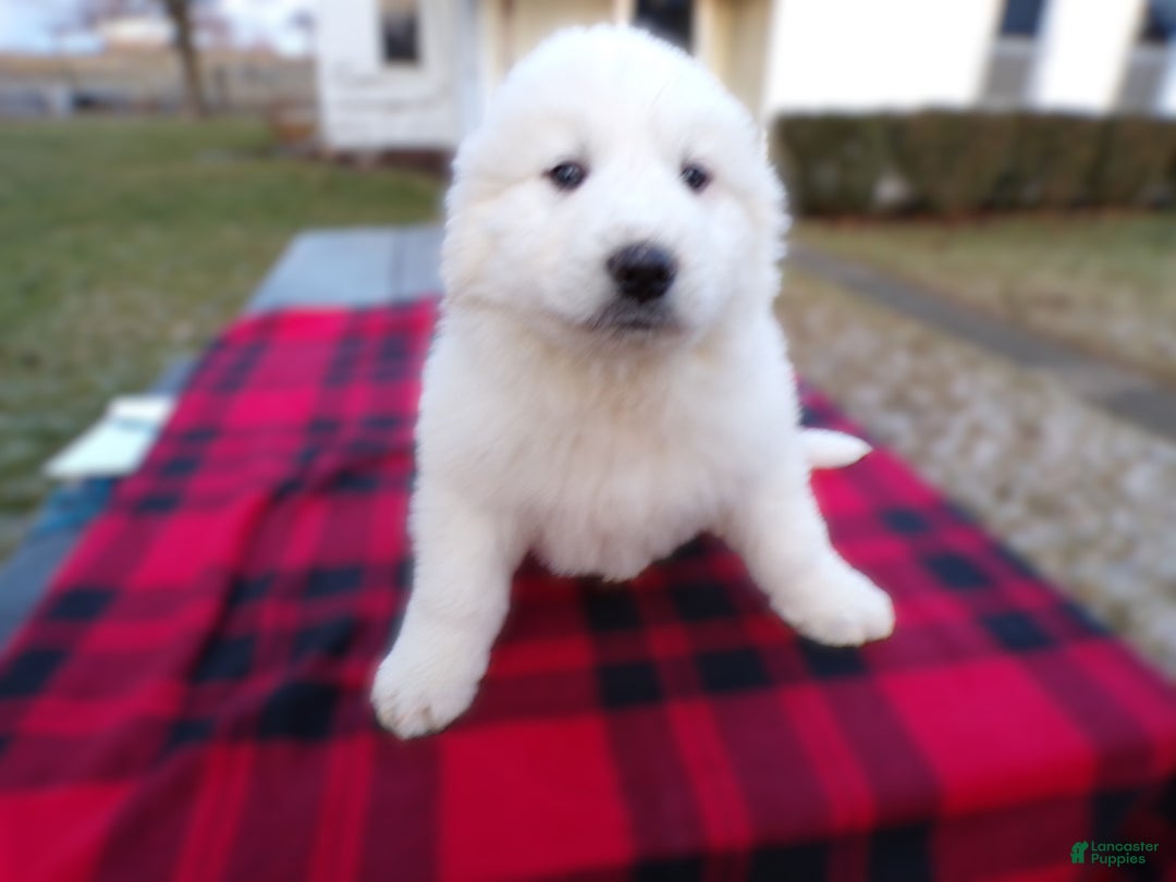 Great Pyrenees dogs for sale: Great Pyrenees Puppy 1 Charles - Ad 2