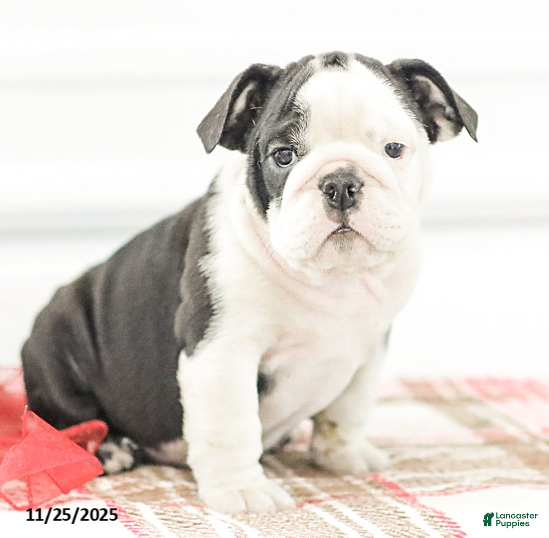 English Bulldog dogs for sale: Rose - Ad 9