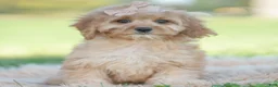 Cavapoo dogs for sale: Doodle - Ad 2