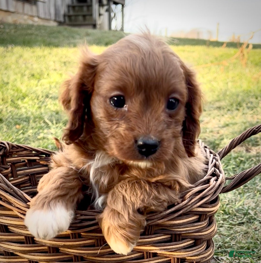 Cavapoo dogs for sale: Scooter - Ad 2