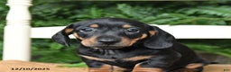 Miniature Dachshund dogs for sale: Donner - Ad 2