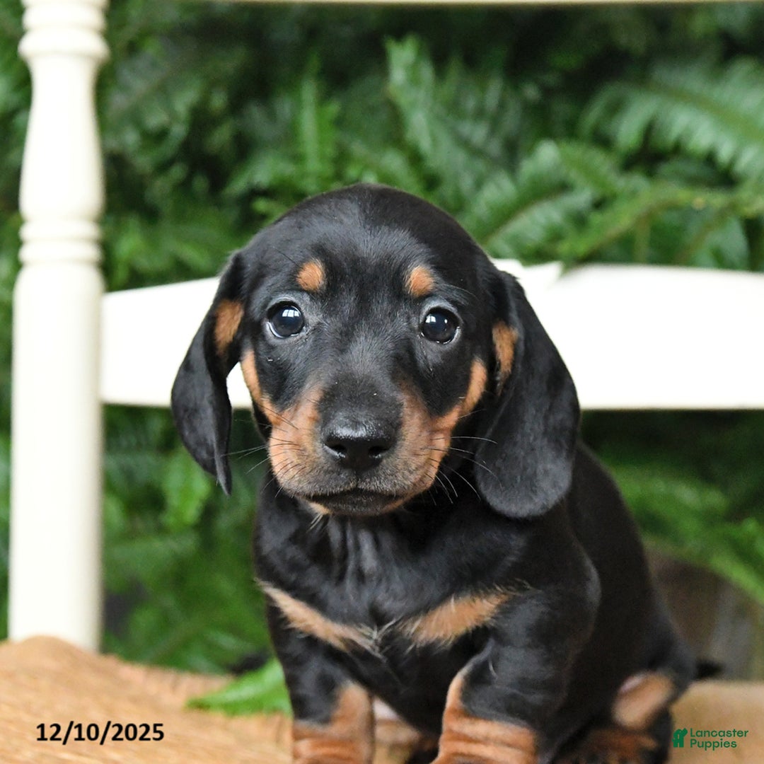 Miniature Dachshund dogs for sale: Donner - Ad 2