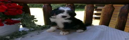 Mini Bernedoodle dogs for sale: Blake - Ad 10